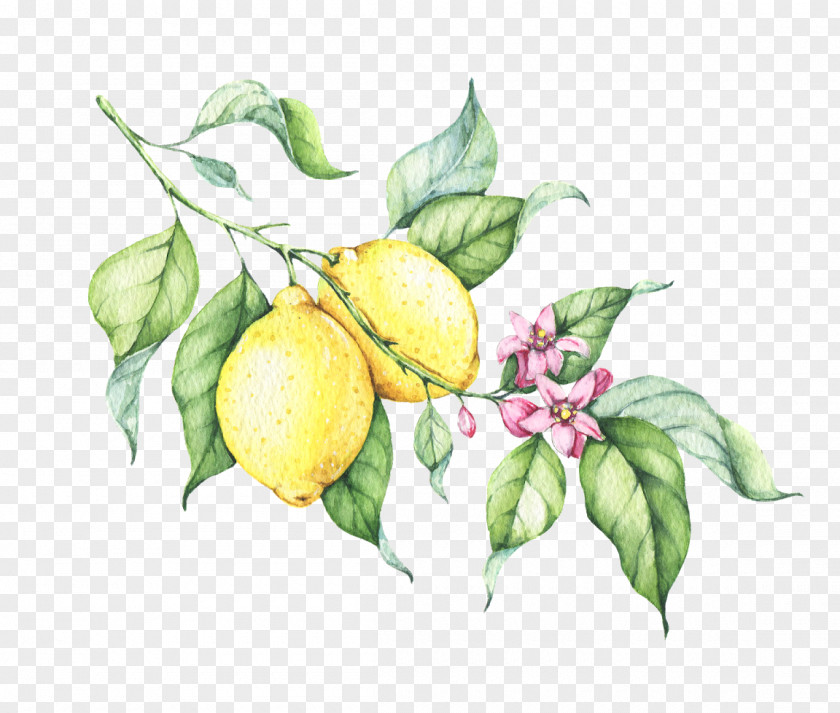 Lemon Drop Drawing PNG