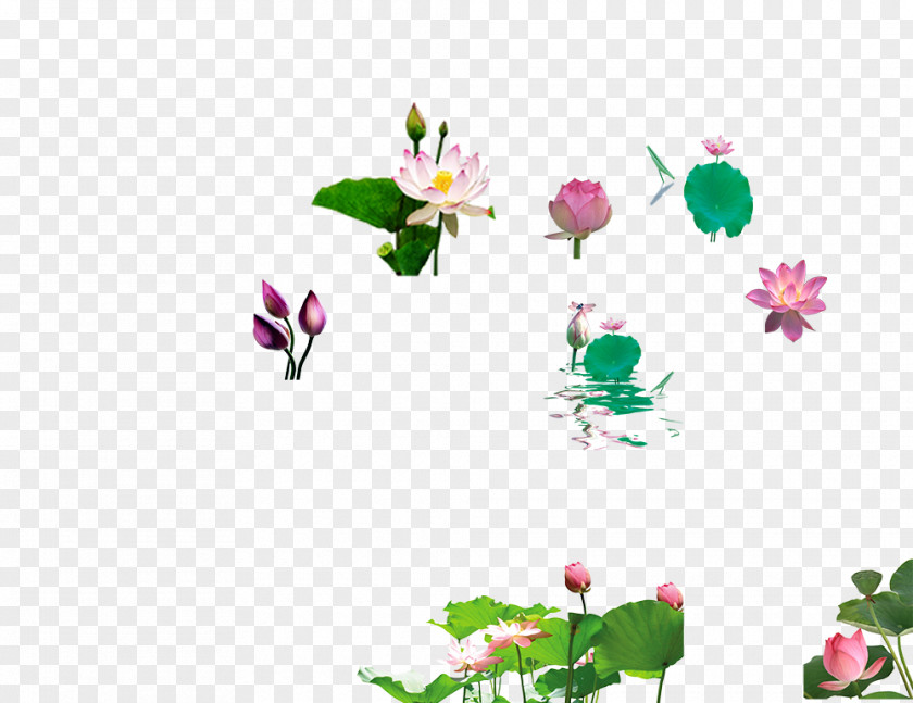 Lotus 01 Pygmy Water-lily Petal Leaf Clip Art PNG