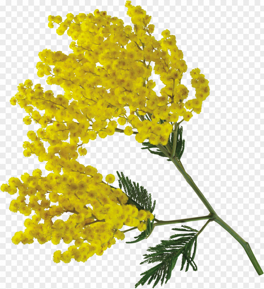 Mimosa Acacia Dealbata Flower Torta International Women's Day PNG