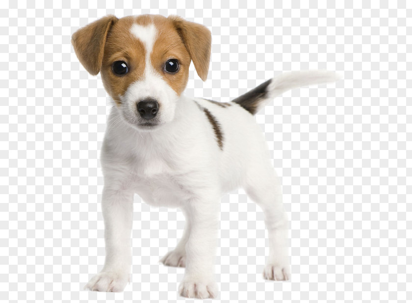 Puppy Jack Russell Terrier Parson Miniature Fox Bull PNG