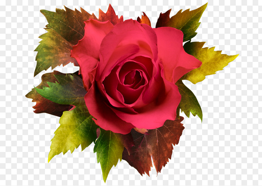 Autumn Rose Garden Roses Cabbage Clip Art PNG