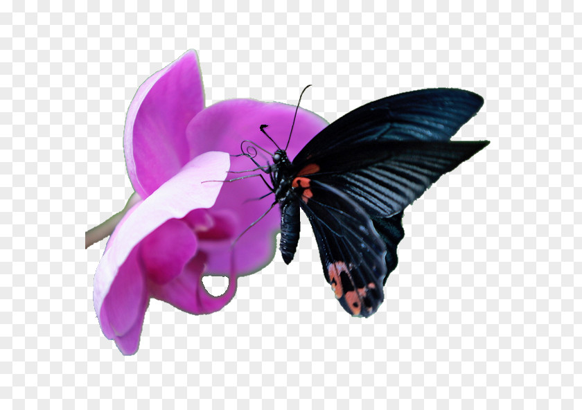 Butterfly Effect Insect Wing PNG