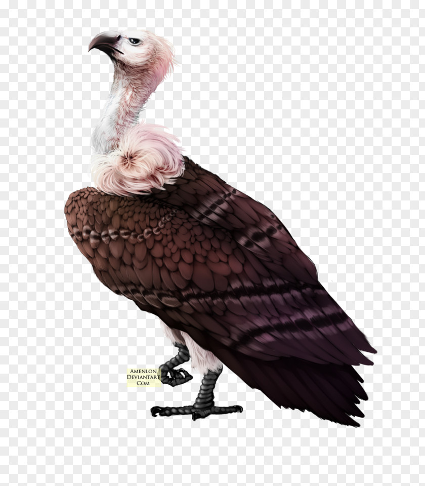 Drawing Hair Vulture Bird Turkey PNG