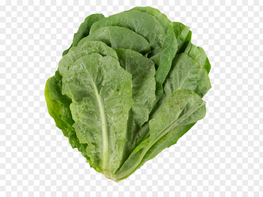 Letucce Transparency And Translucency Romaine Lettuce Image PNG
