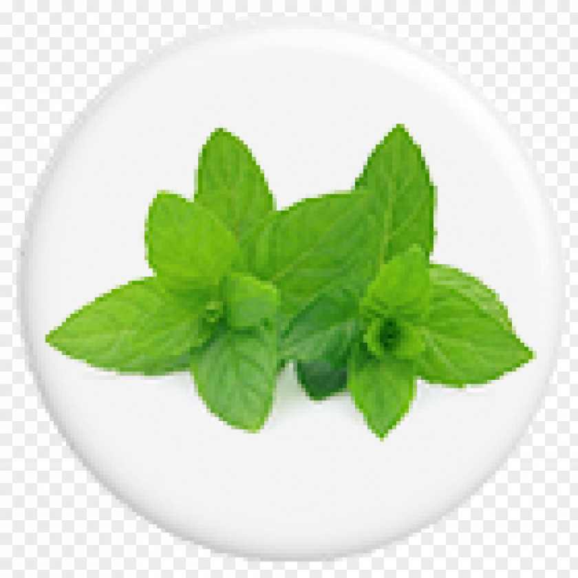 Natural American Spirit Menthol Peppermint Spearmint Essential Oil Herb Photography PNG