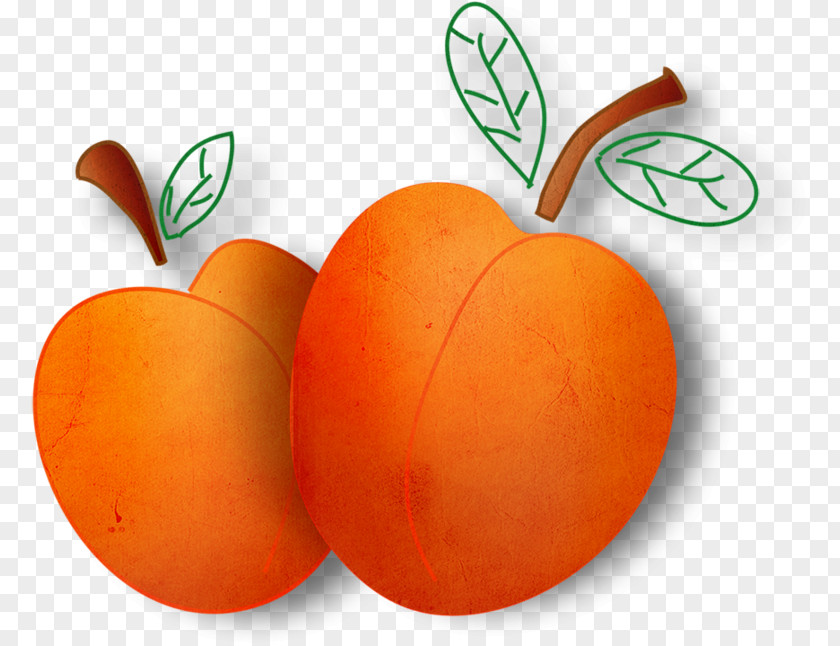 Orange Fruit Vegetable PNG