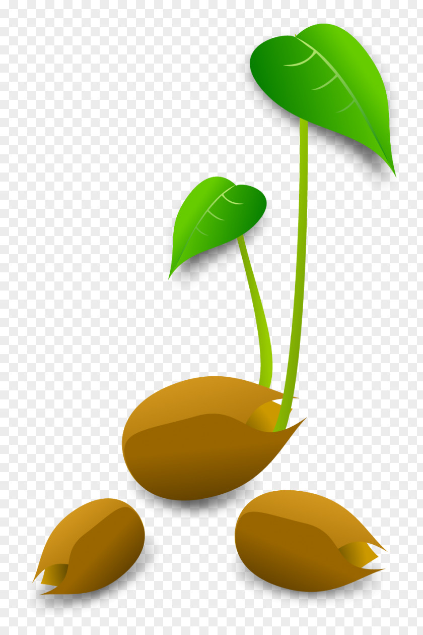 Sprout Sprouting Plant Germination Clip Art PNG