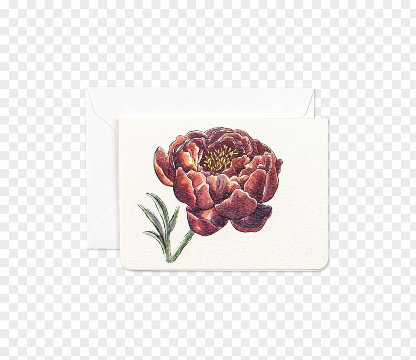 Watercolor Peony Flower Paper Symbol Greeting & Note Cards PNG