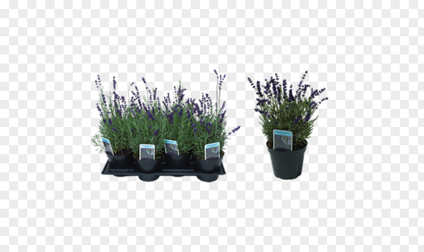 English Lavender Flowerpot PNG