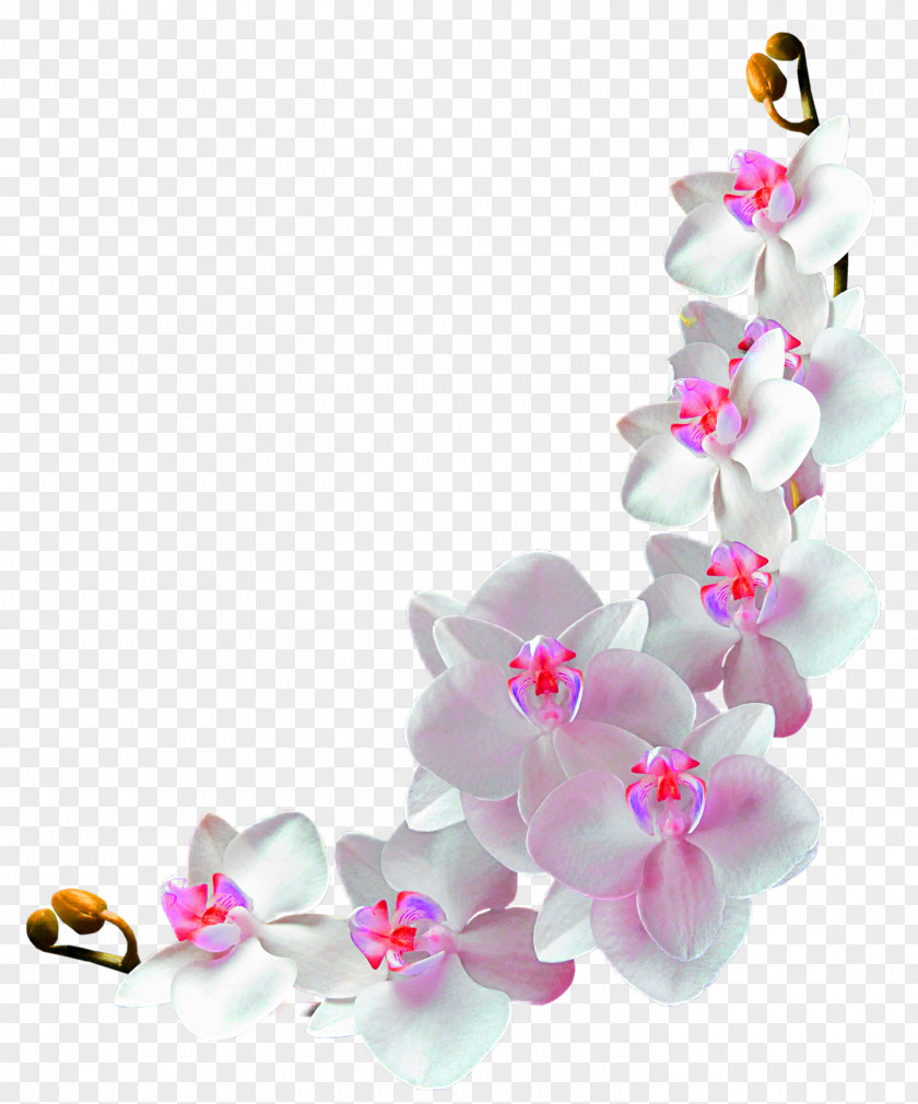 Flower Vine Decoration Logo Community Orchids Film Frame Photography Clip Art PNG