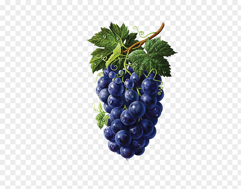 Grape Illustrator Fruit Painting Drawing Illustration PNG