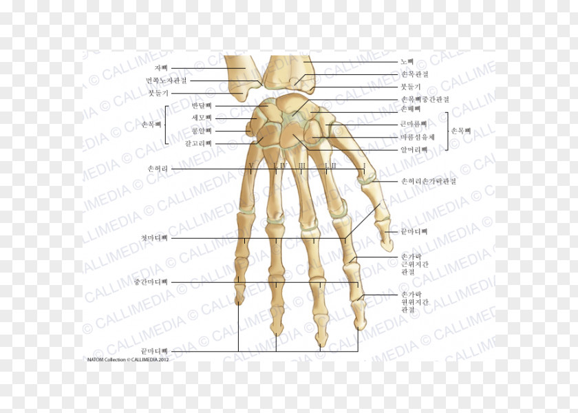 Hand Thumb Bone Human Anatomy PNG