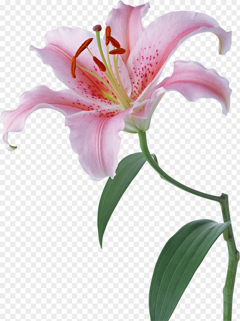 Lily Lilium Desktop Wallpaper Flower Stock Photography PNG