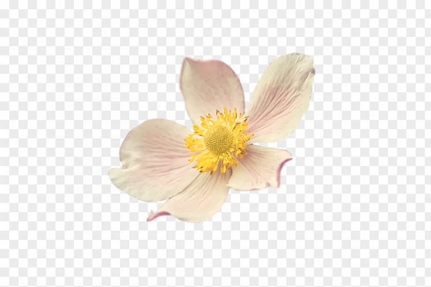 Petal Flower Plants Biology Science PNG