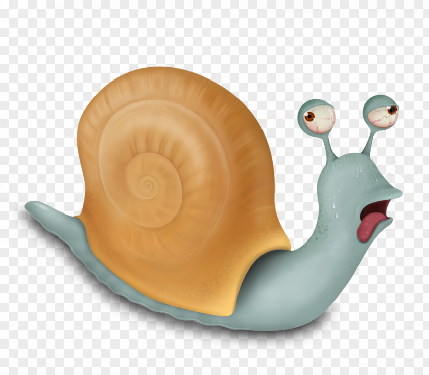 Snail Gastropods Invertebrate PNG