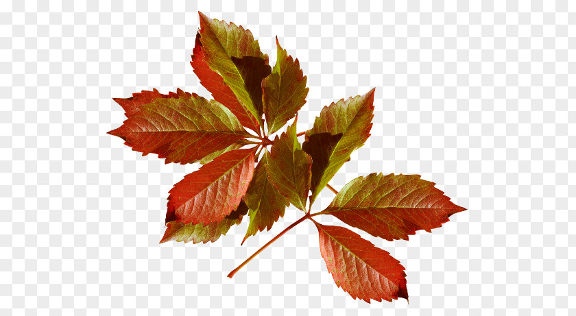 Autumn Leaves Leaf Color Desktop Wallpaper PNG