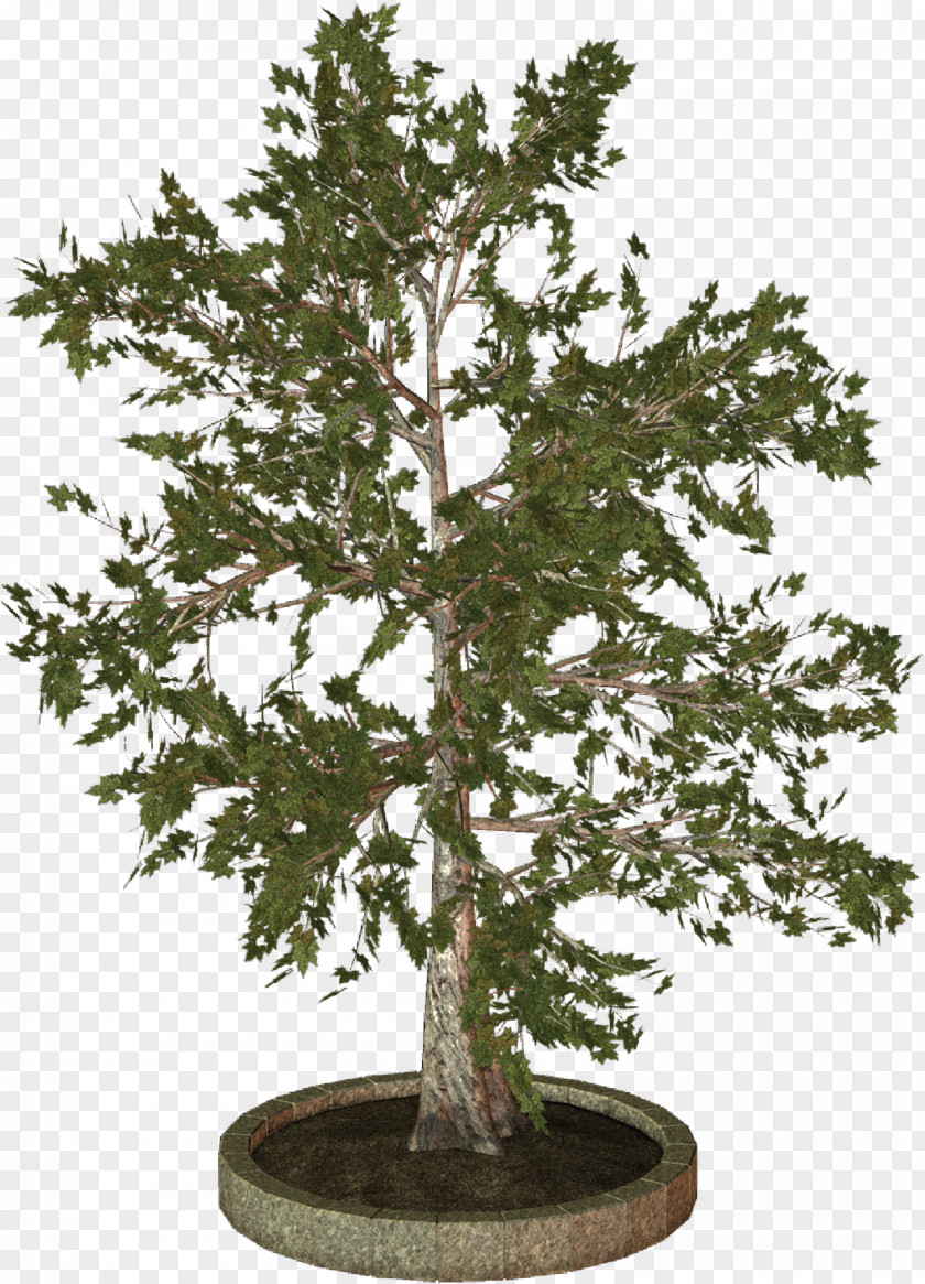 Fir-tree Treelet Woody Plant Clip Art PNG