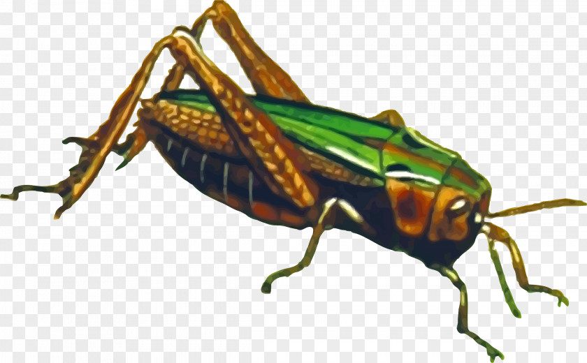 Grasshopper File Animal Clip Art PNG