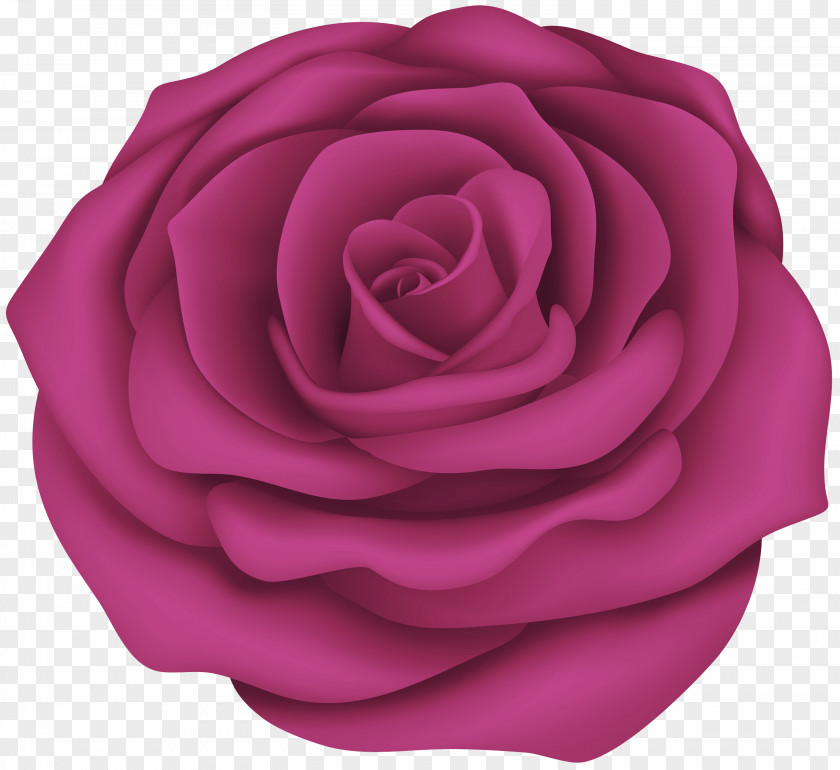 Magenta Rose Family Garden Roses PNG