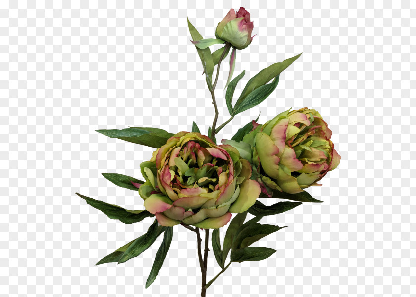 Peony BLUE Garden Roses Cabbage Rose Cut Flowers Bud Plant Stem PNG