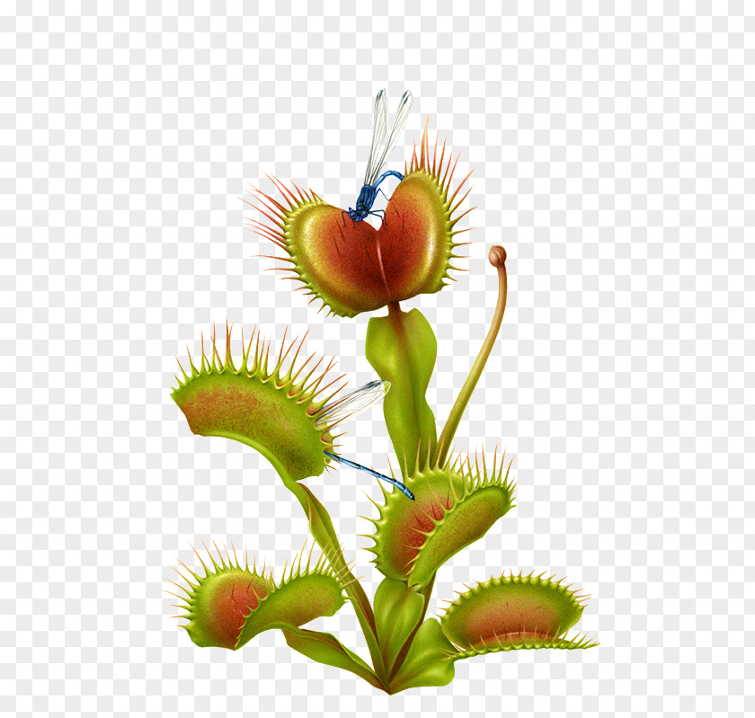 Plant Stem Nepenthes Venus Background PNG