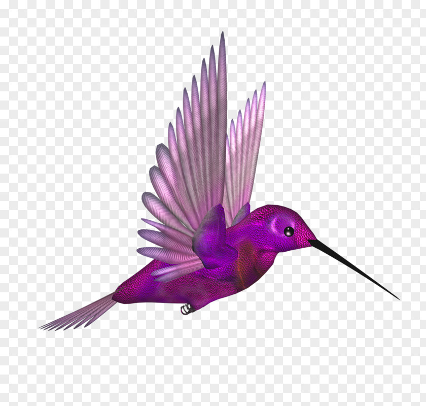 Purple Beak Bird Fly Hummingbird Flight Wing PNG