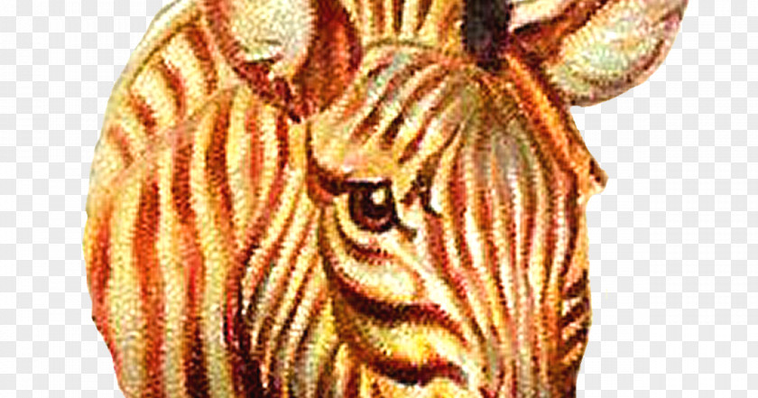 Zebra Cat Tiger PNG