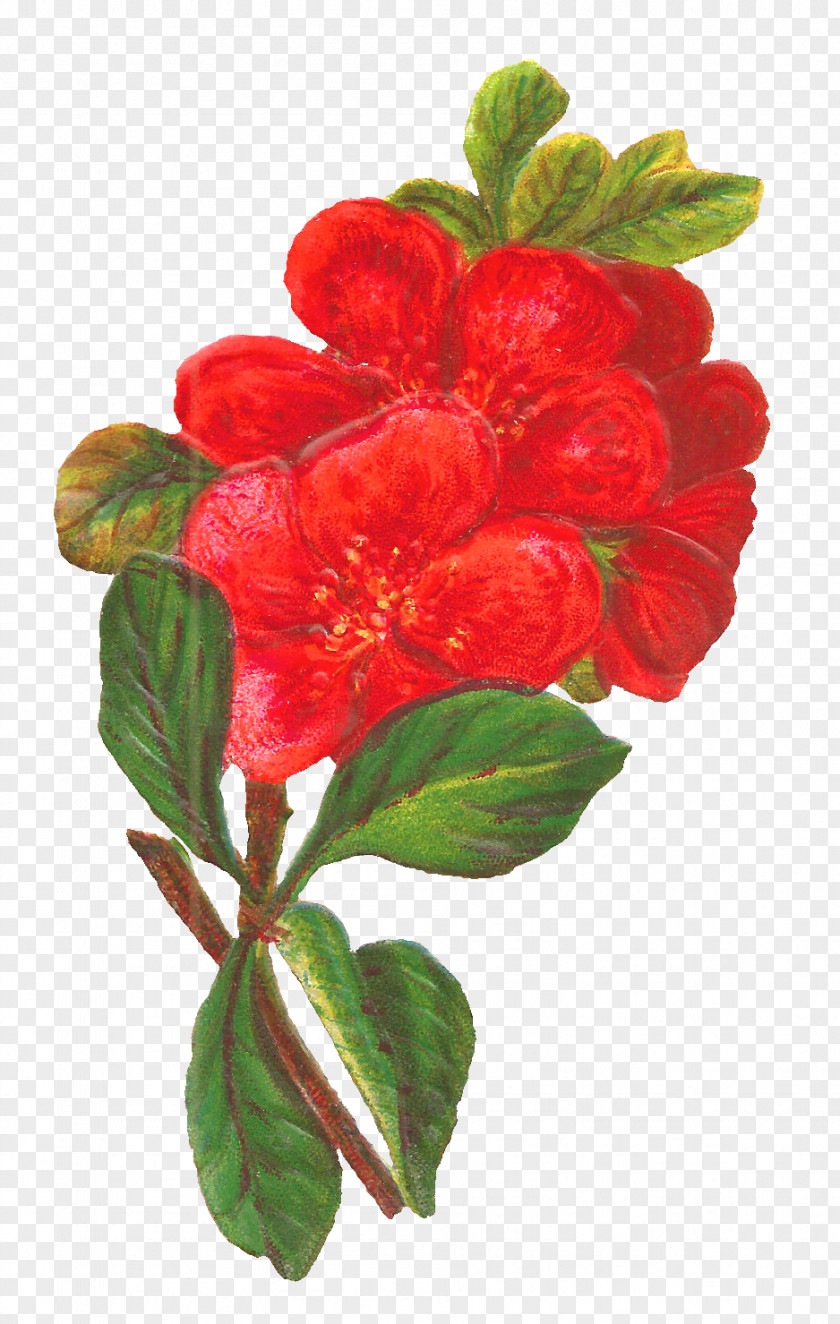 Botanical Flower Red Floral Design Clip Art PNG