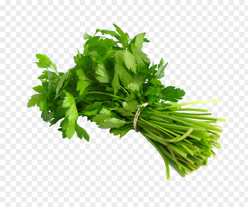 Chillicoriandermintgreen Coriander Thai Cuisine Chicken Curry Herb Leaf Vegetable PNG