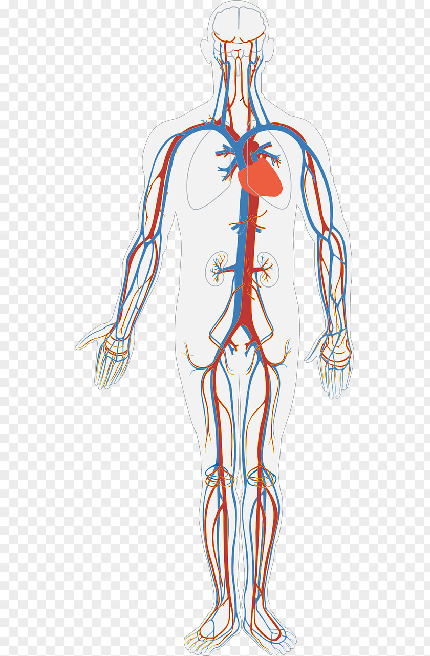 Circulatory System Diagram Human Body Anatomy Organ PNG system body system, Blood circulation, human nervous illustration clipart PNG