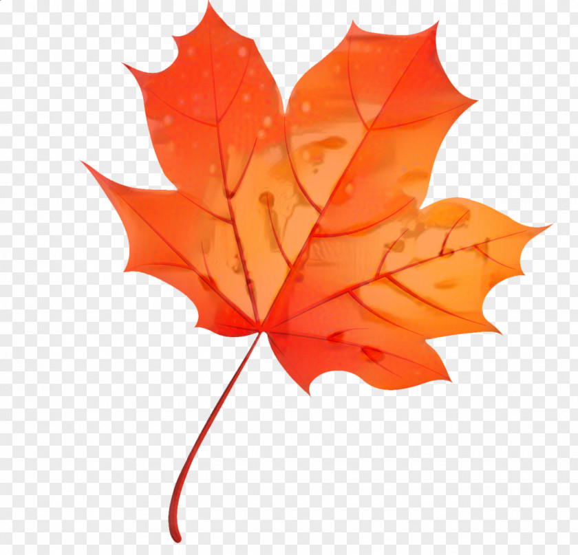 Coquelicot Plane Red Maple Tree PNG