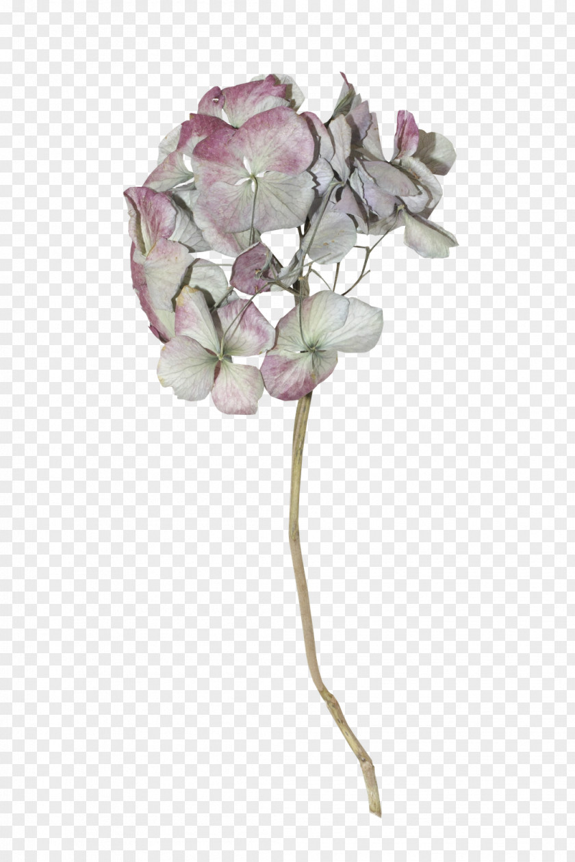 Flower Cut Flowers Floral Design Artificial Petal PNG