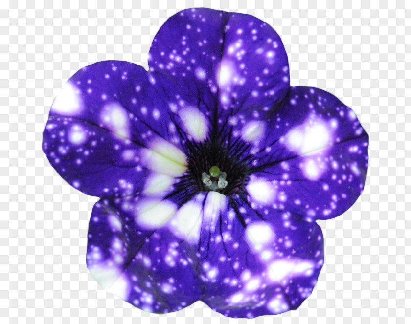 Night Sky Flower Galaxy Petunia Universe PNG