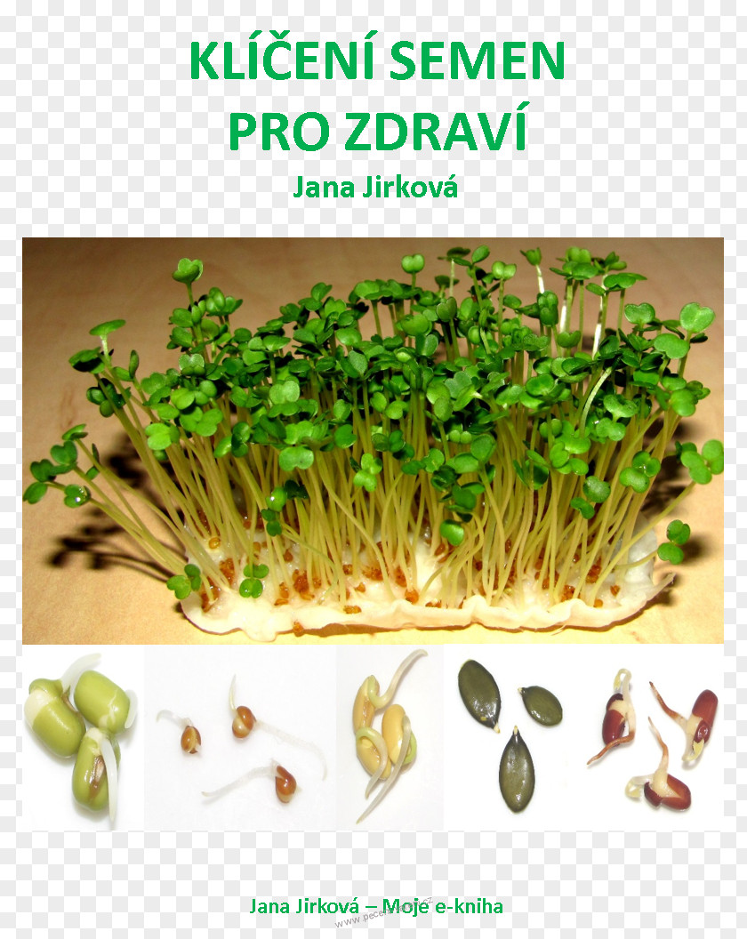 Plant Garden Cress Sprouting Germination Seed PNG