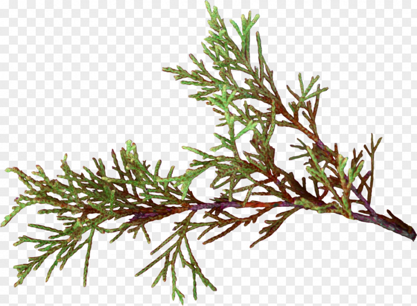 Hoja Twig False Cypress Pine Plant Stem Herb PNG