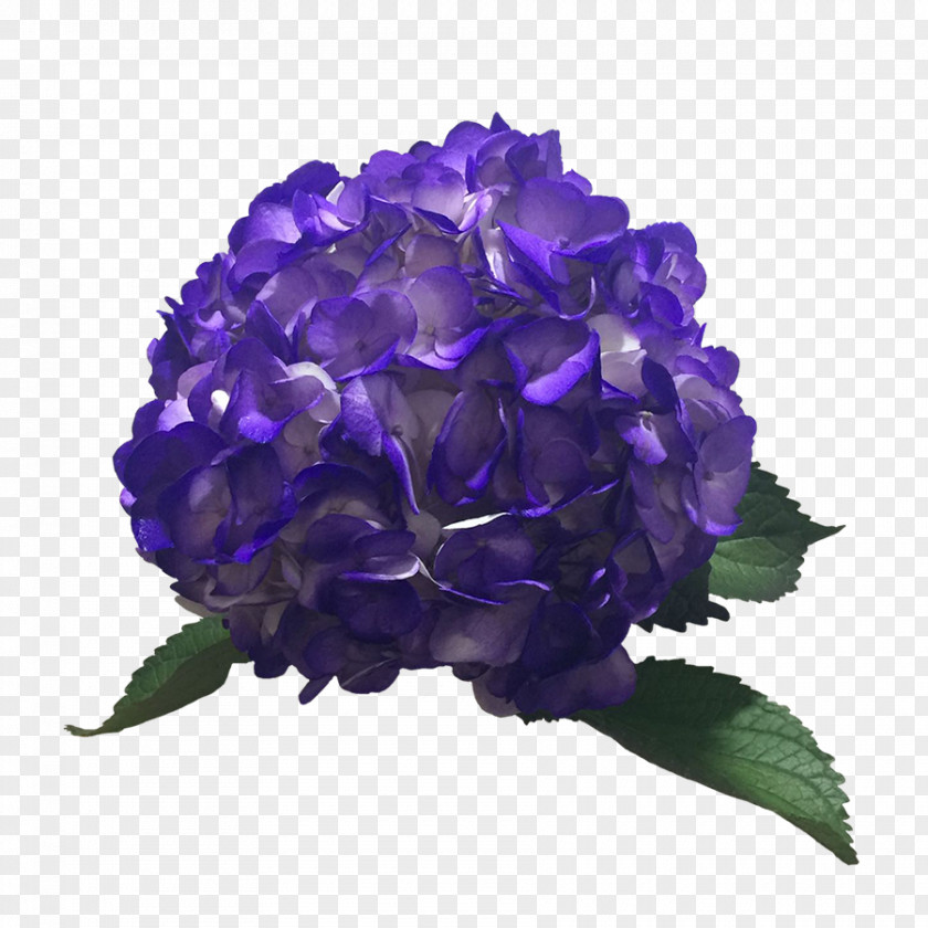 Hydrangea Color Purple Lavender Blue PNG