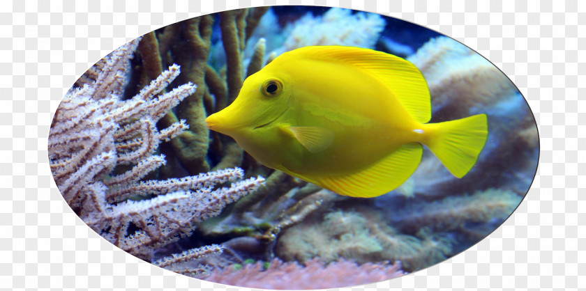 Open Water Diver Sea Life Sunshine Coast Fish Hotel Public Aquarium PNG