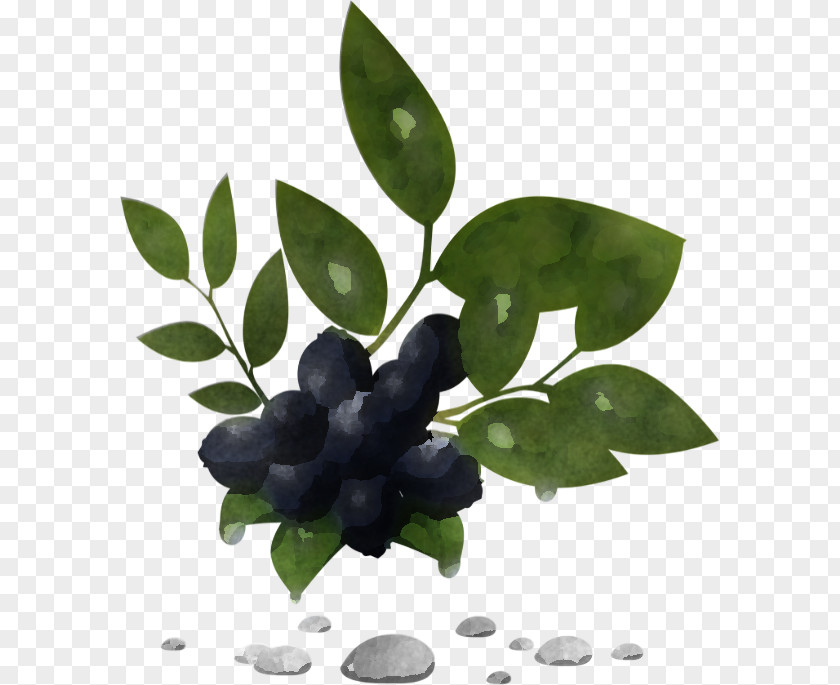 Plant Berry Leaf Flower Fruit PNG