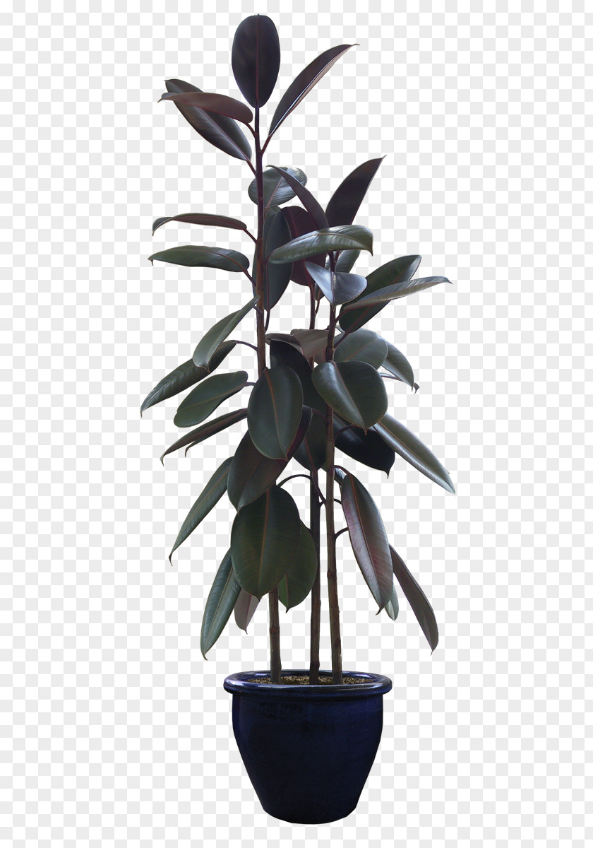 Tree Flowerpot Bonsai PNG