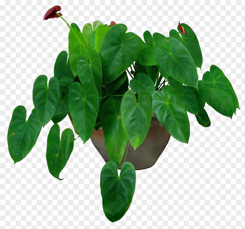 Impatiens Anthurium Houseplant Flowerpot Plants Potted Vase PNG