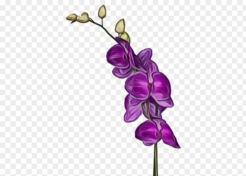 Moth Orchid Sweet Pea Violet Flower Purple Plant Flowering PNG