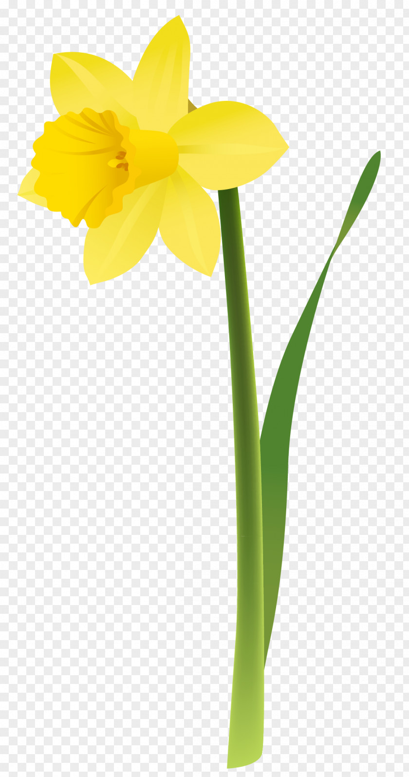 Spring Yellow Daffodil Clipart Floral Design Cut Flowers PNG