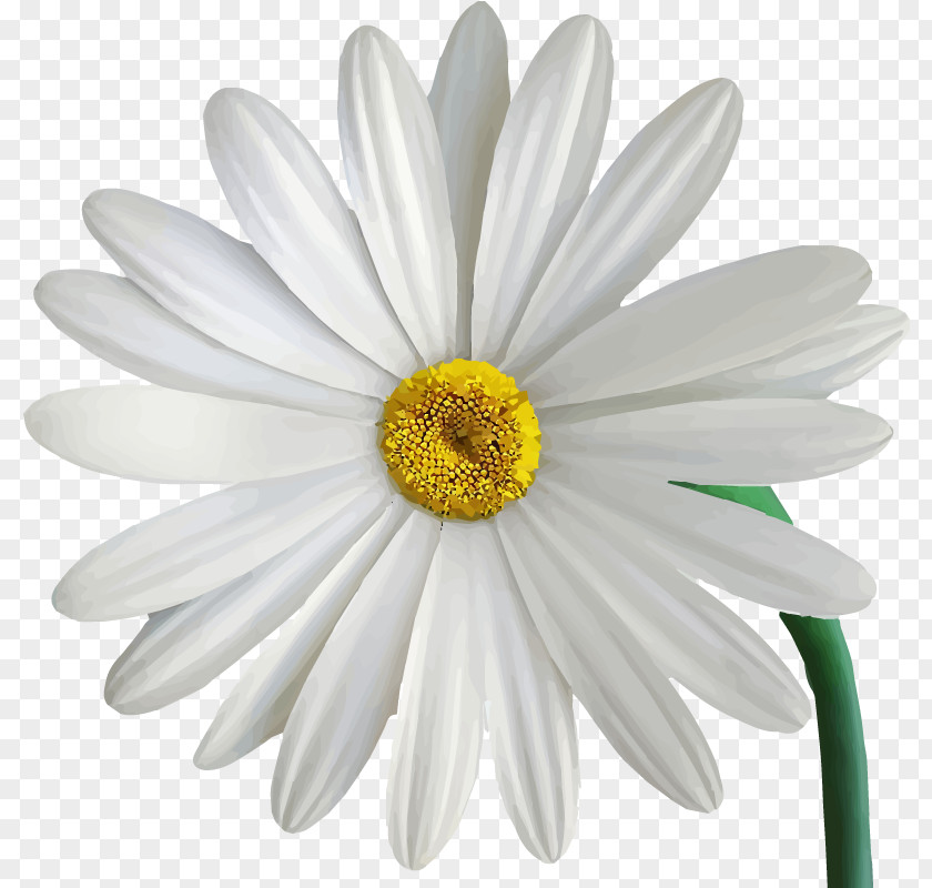 Chamomile Chrysanthemum Common Daisy PNG