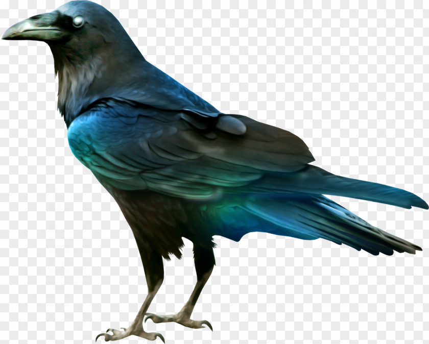 CRANE BIRD Crows Raven Bird PNG