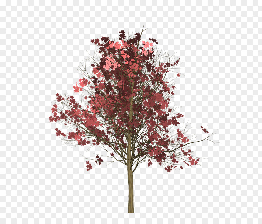 Maple Tree Red Vector Graphics Image Photograph Clip Art PNG