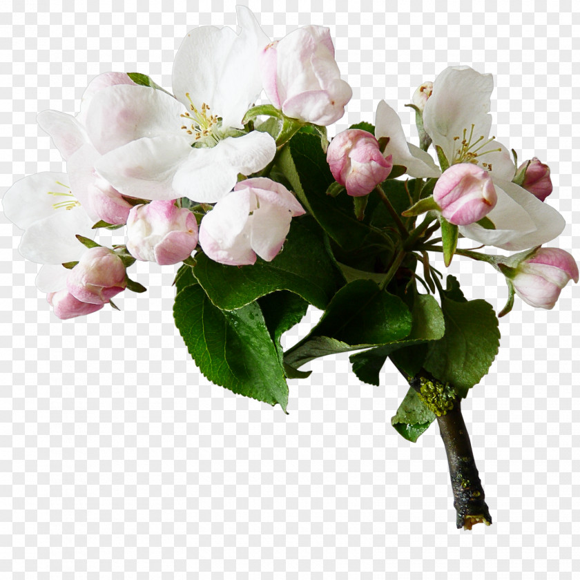 Snowdrop Flower Tree Digital Image Clip Art PNG