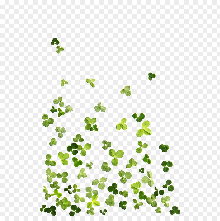 Clover Leaves Four-leaf PNG