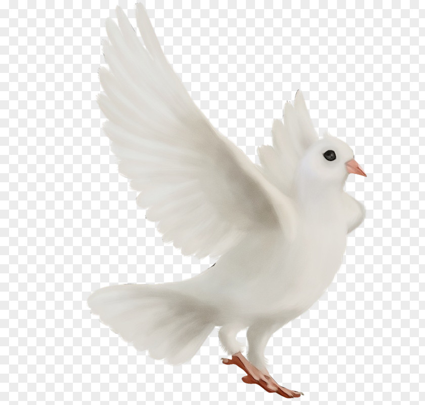 Feather PNG