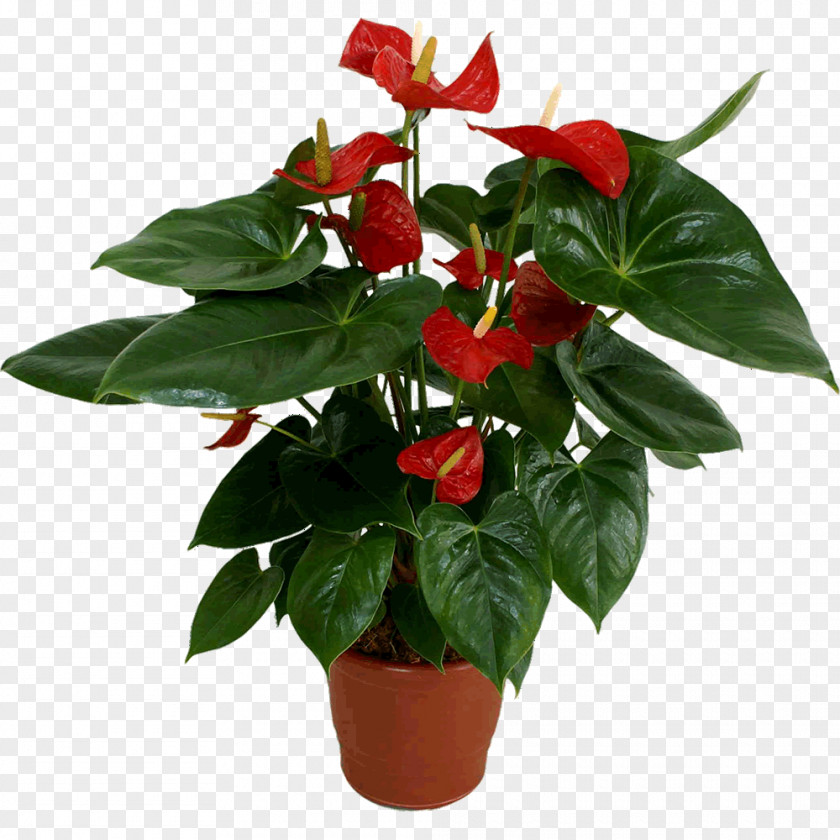 Flower Flowerpot Cut Flowers Plant Laceleaf PNG