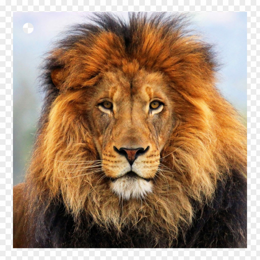 Lions Desktop Wallpaper High-definition Television 1080p Retina Display Clip Art PNG